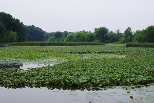 Natural Elevations of Nature at Sheldon Marsh
