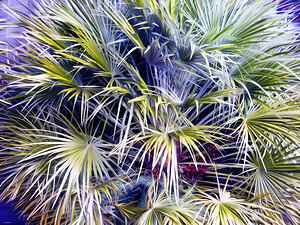 Palms & Berries