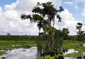 Perfect Osprey Nest