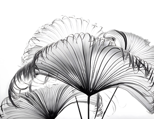 Ribbon Fan Palm Leaves