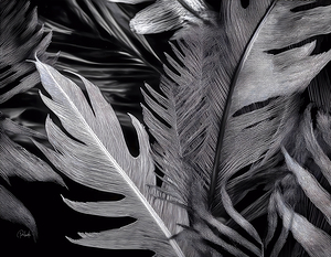 Shades of Night Tropics II