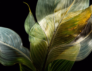 Tropical Leaves on Black