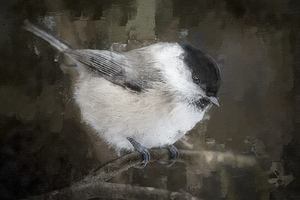 Willow Tit Bird