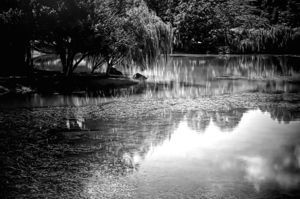 Willow Water Reflections