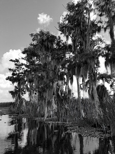 Florida Bald Cypress