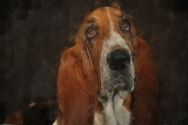Basset Hound Portrait Print