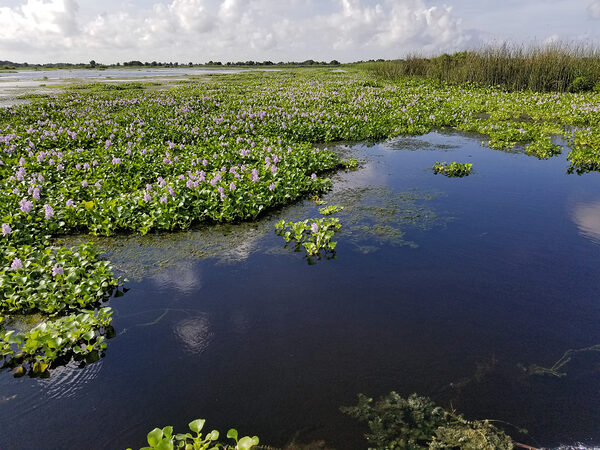 Blue Cypress Lake Digital Download