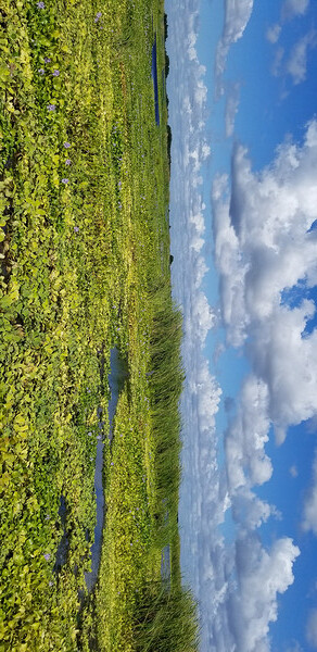 Blue Cypress Lake II Digital Download
