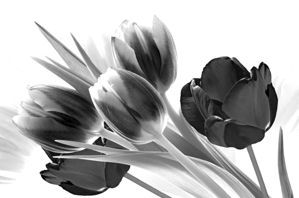 Breezy Blooming Tulips Print