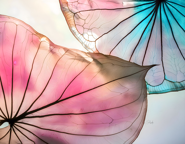 Caladium Colors III Digital Download