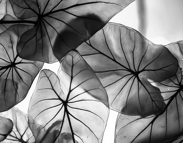 Caladium Leaves in Black and White Print