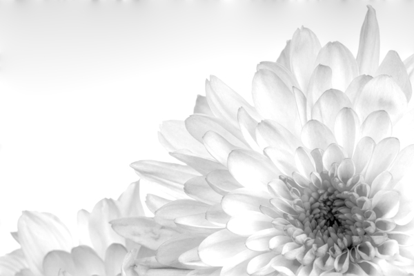 Chrysanthemum in Black & White Digital Download