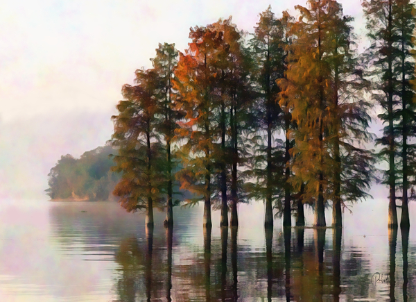 Cypress Trees On The Water Print