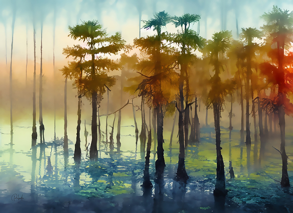 Cypress Trees in the Swamp Digital Download