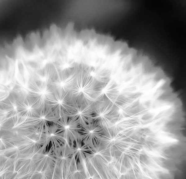 Dandelion Fluff Print