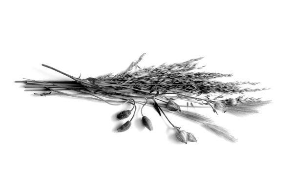 Dried Grasses and Flower Pods by Pabodie Art