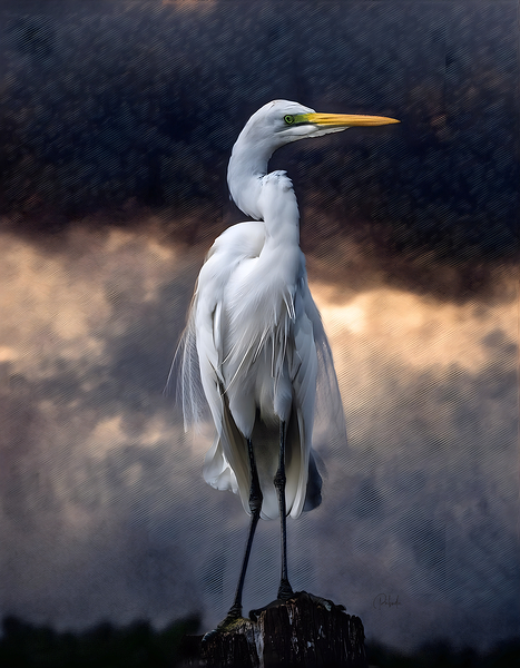 Egret Standing Tall Print