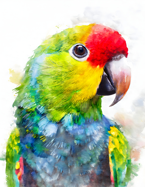 Electus Parrot Watercolor by Pabodie Art