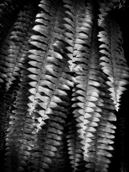 Fern Fronds Digital Download