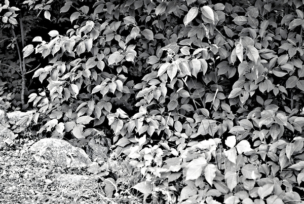 Find The Chippie Digital Download