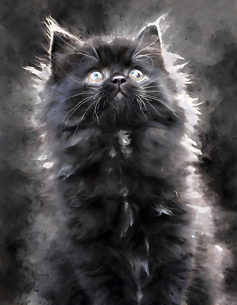 Kitten Discovering The World Print