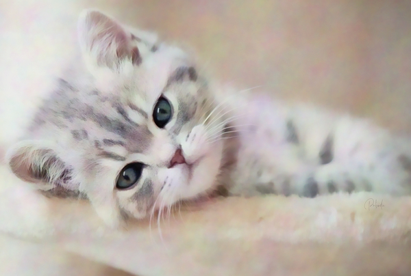 Kitty Cat Snuggling In Print