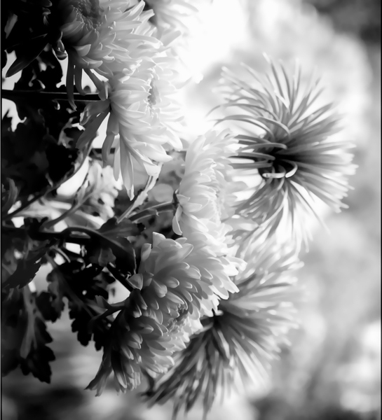 Mums and More in Black and White by Pabodie Art