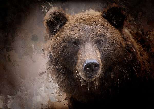 North American Brown Bear Digital Download