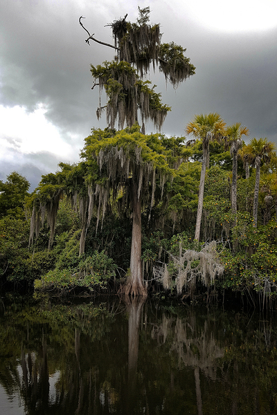 Osprey Nest on the Loxahatchee Print