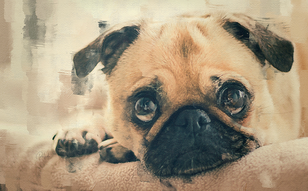 Pug Puppy Portrait Digital Download