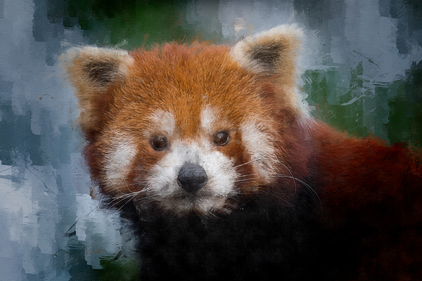 Red Panda Portrait by Pabodie Art