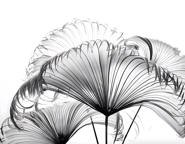 Ribbon Fan Palm Leaves Print