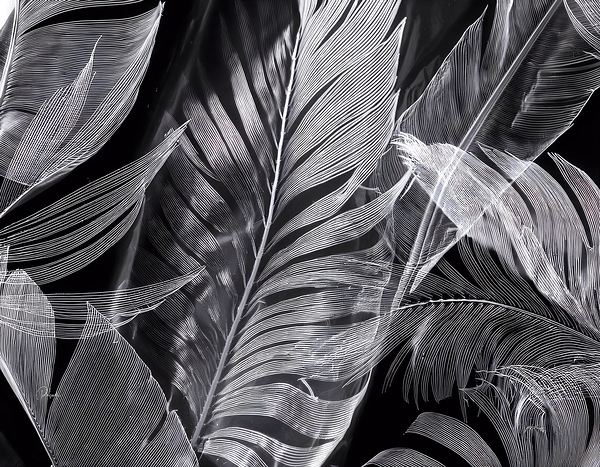 Shades of Night Tropics I Print