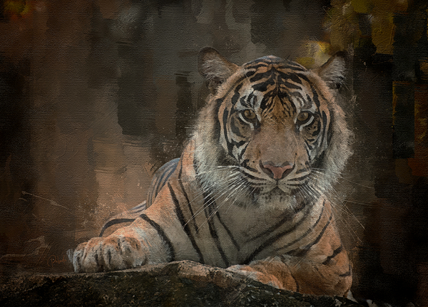 Siberian Tiger Portrait Print