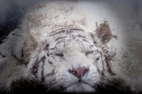 Sleepy White Tiger Print