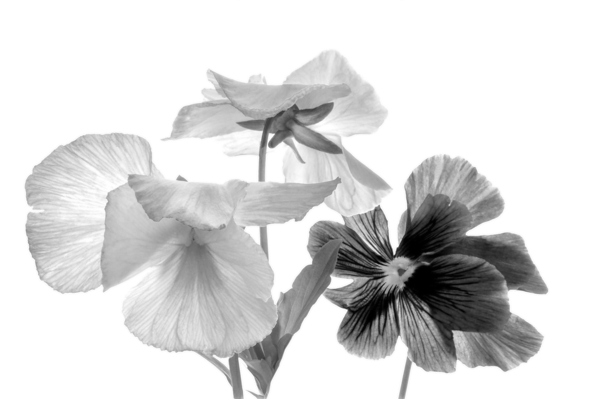 Spring Pansies in Black and White Print