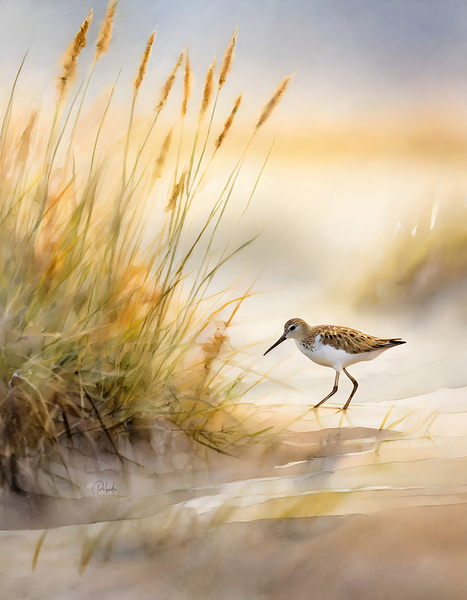 The Sandpiper Shoreline Digital Download