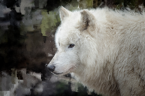 The White Wolf Print