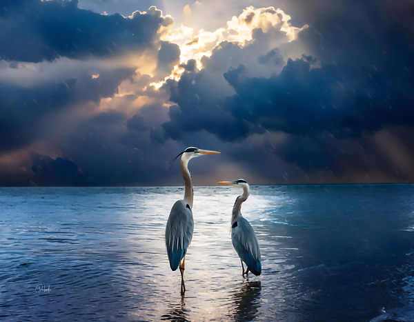 Blue Herons at Dawn Print