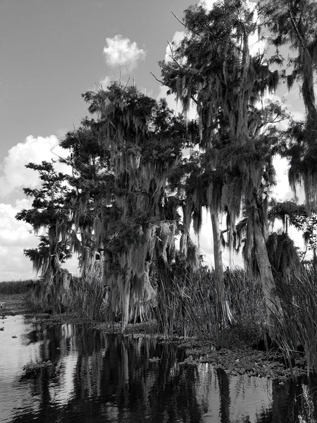 Florida Bald Cypress Digital Download