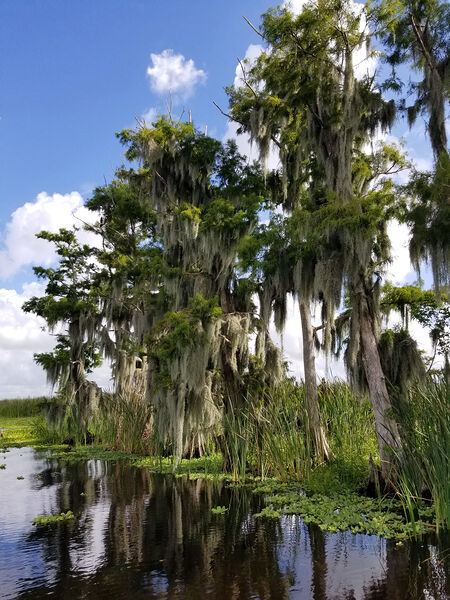 Florida Bald Cypress Trees Digital Download