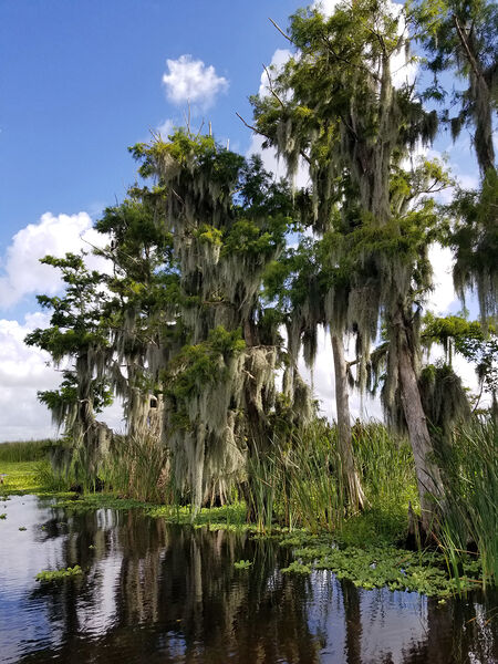 Florida Bald Cypress Trees by Pabodie Art
