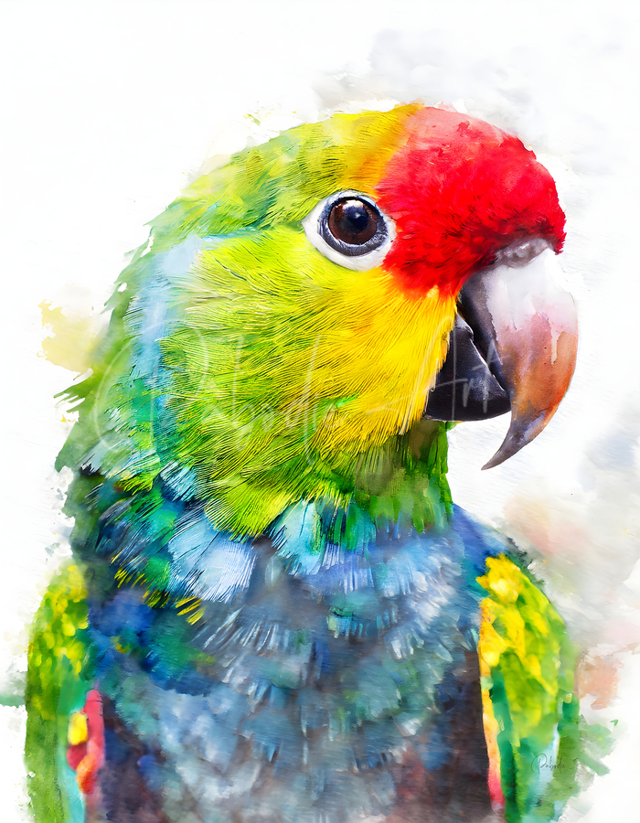 Electus Parrot Watercolor  Print