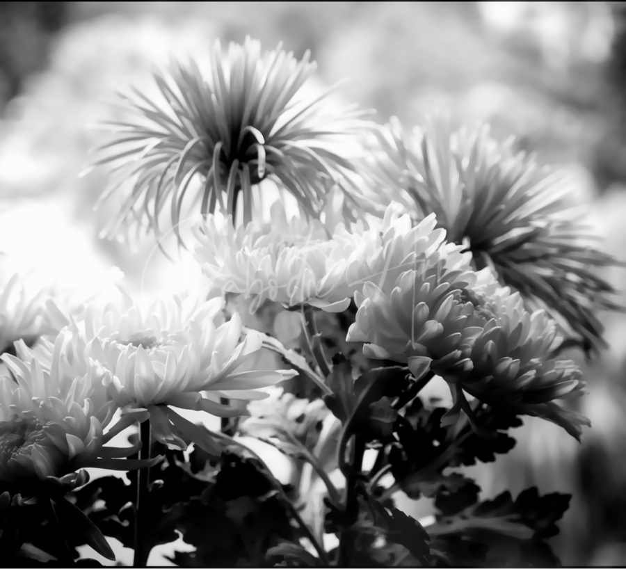Mums and More in Black and White  Print