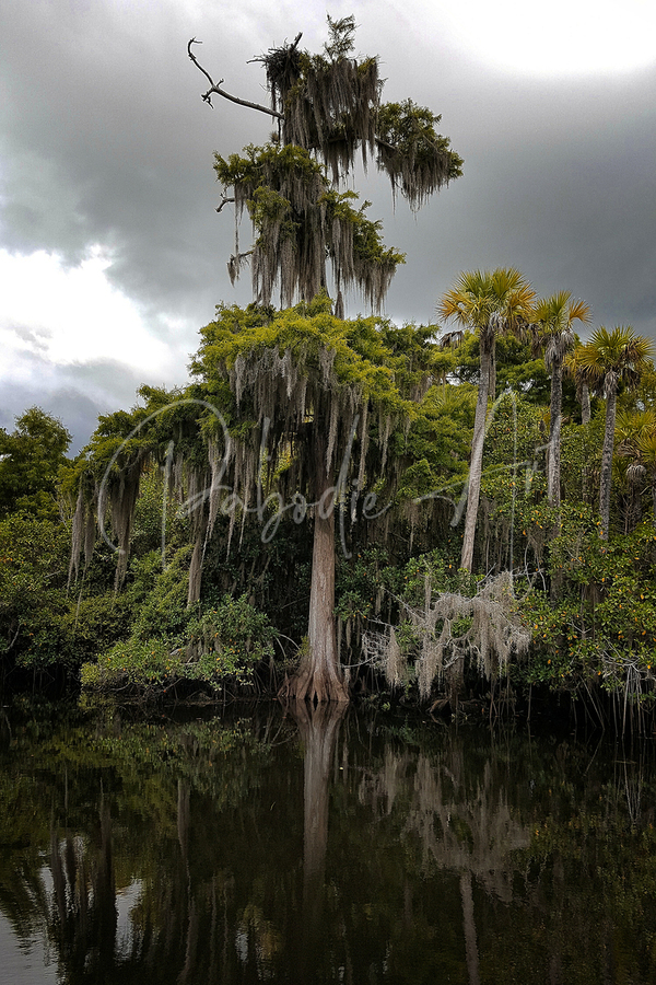 Osprey Nest on the Loxahatchee  Print
