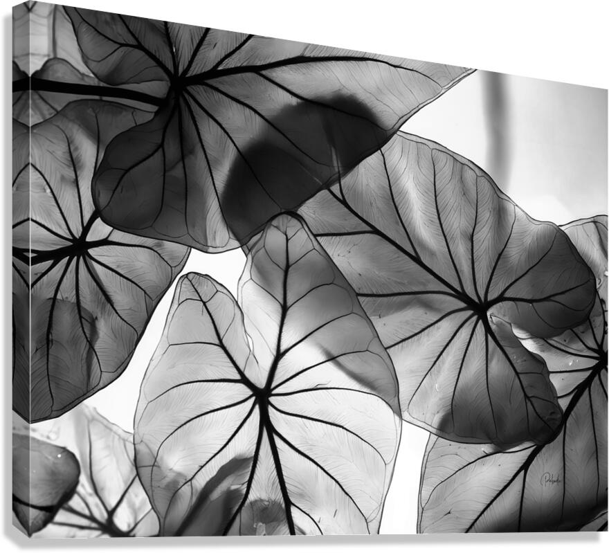 Caladium Leaves in Black and White Canvas Print