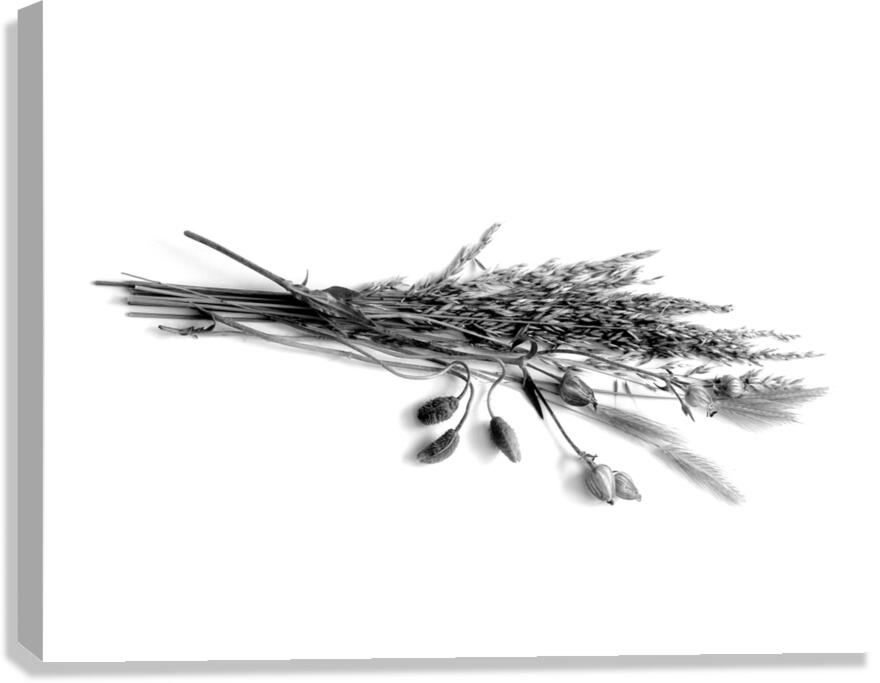 Dried Grasses and Flower Pods  Impression sur toile