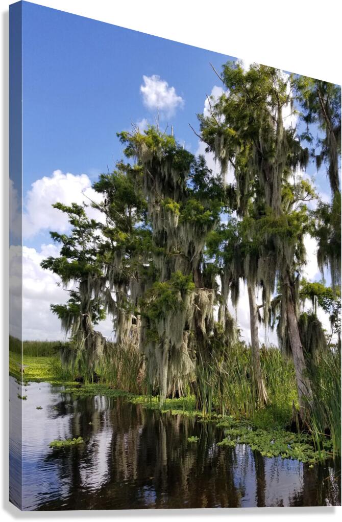 Florida Bald Cypress Trees  Impression sur toile