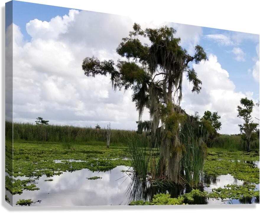 Perfect Osprey Nest Canvas Print