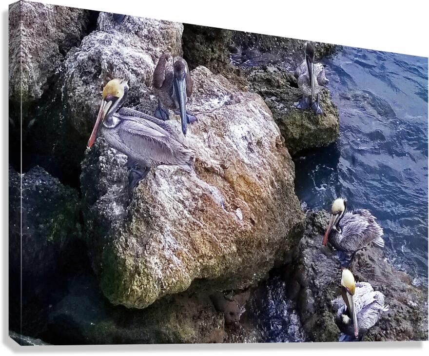 Pelican Perch  Impression sur toile